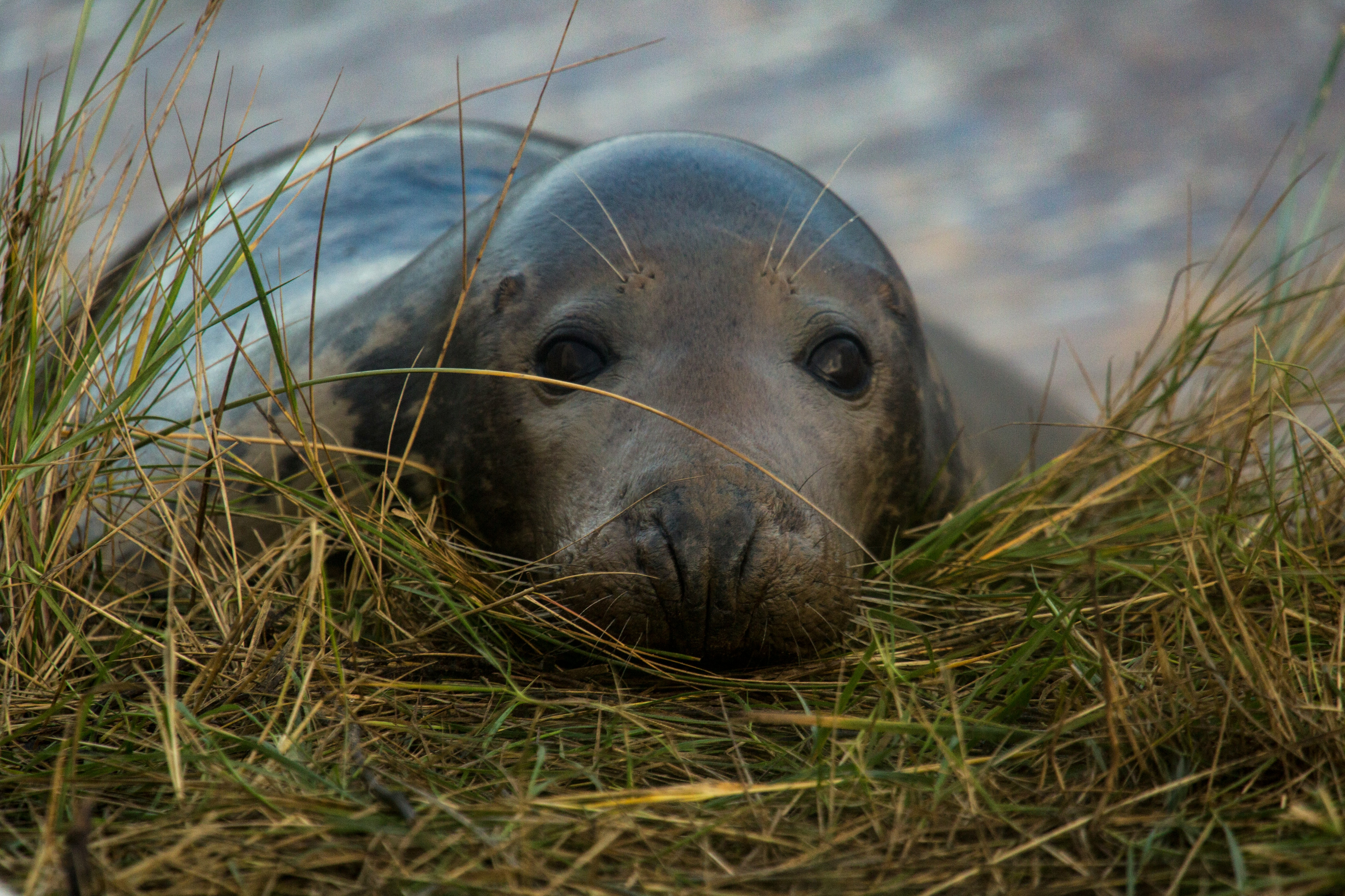 Donna Nook Grey Seal